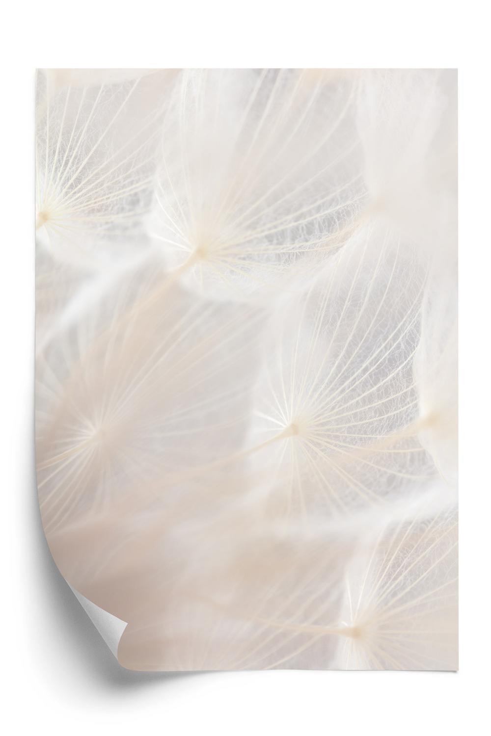 Abstrakt Beige Mælkebøtte Plakat - Smuk Dekoration