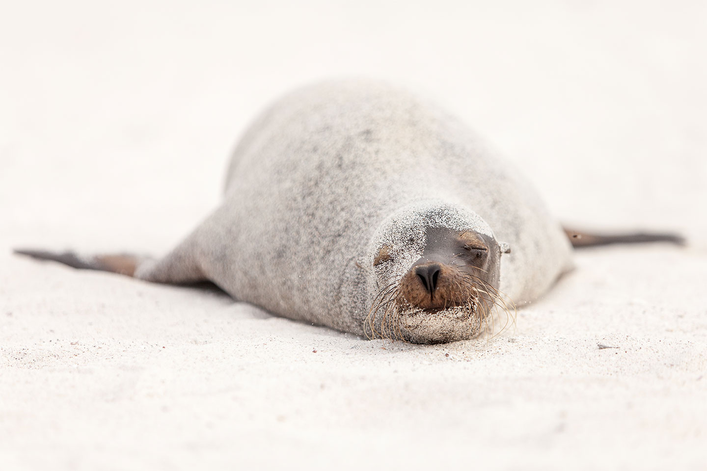 Sea Lion   Disquise   Per   Rensen